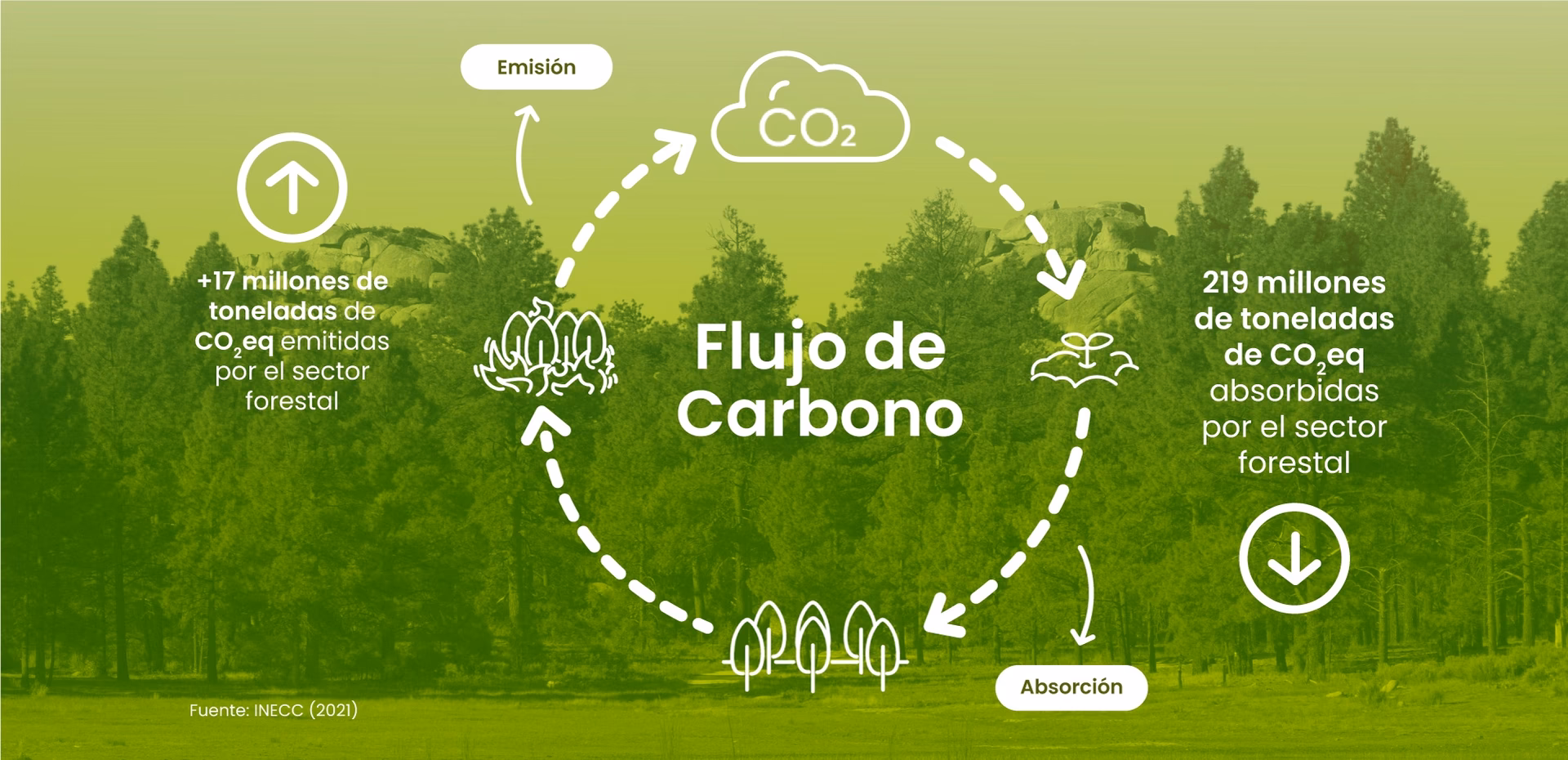 ¿Qué es el programa bosque y Cambio Climático?