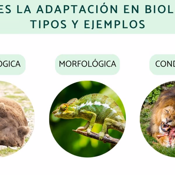 ¿Cuáles son los principios de la fisiología animal?