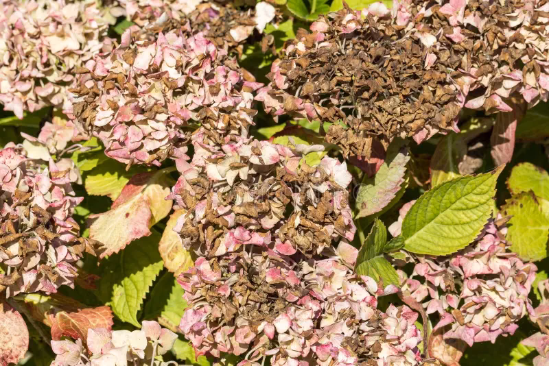 ¿Cuánto TIEMPO DURA la floración de la Hortensia?
