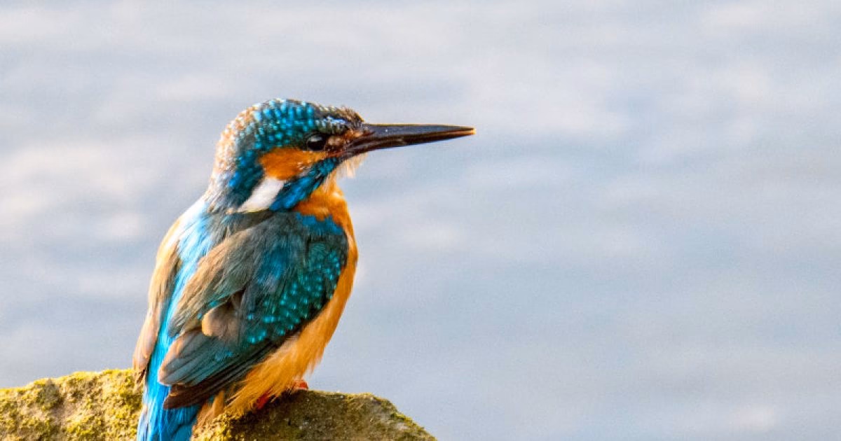 ¿Cómo podemos cuidar el medio ambiente?
