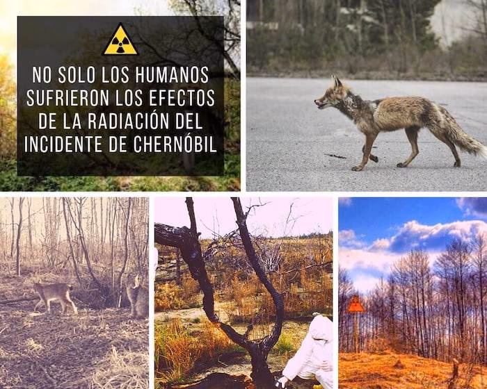 ¿Qué consecuencias trae la explosión de Chernóbil?