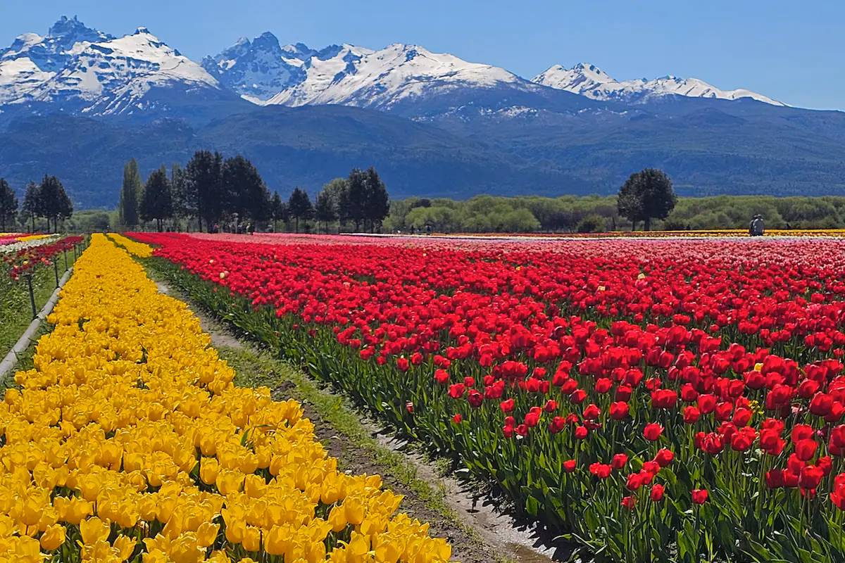 ¿Cuáles son las flores típicas de la Patagonia chilena?