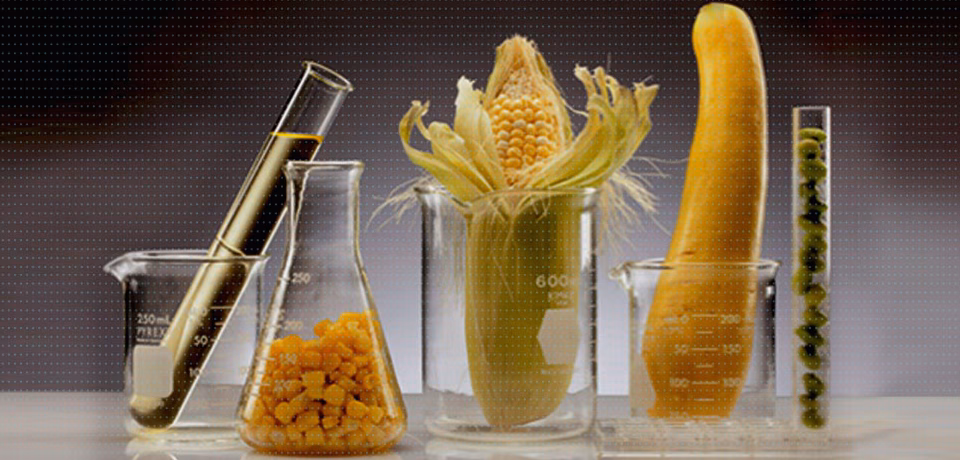 How can NMR be used for food characterization?