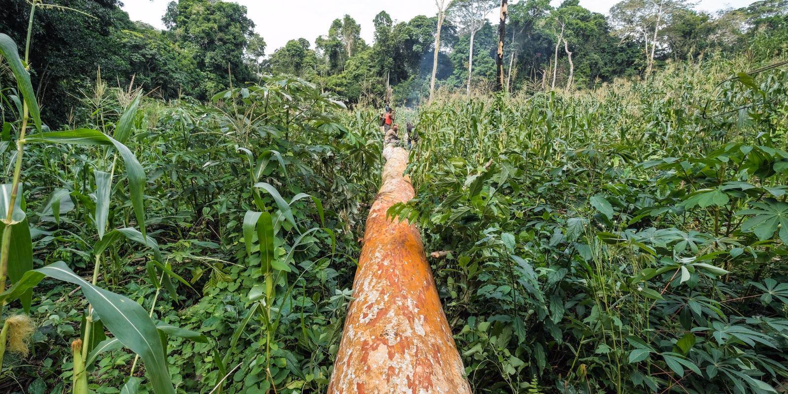 What causes deforestation?