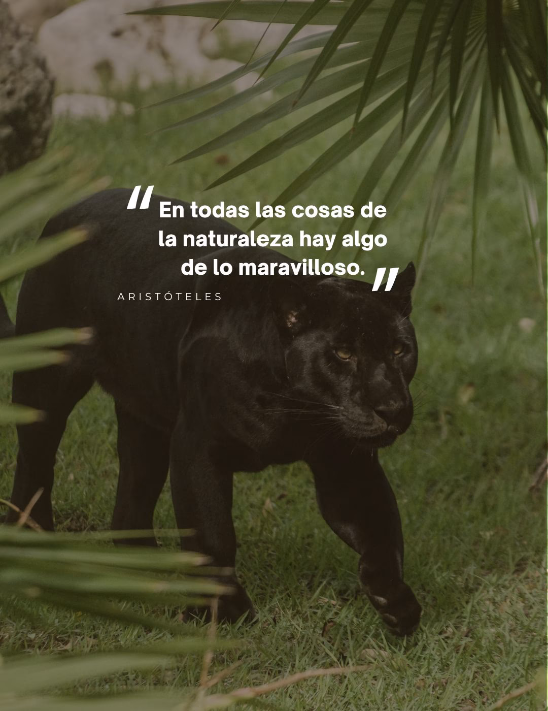 ¿Cuáles son los factores que contribuyen a la extinción de los animales?