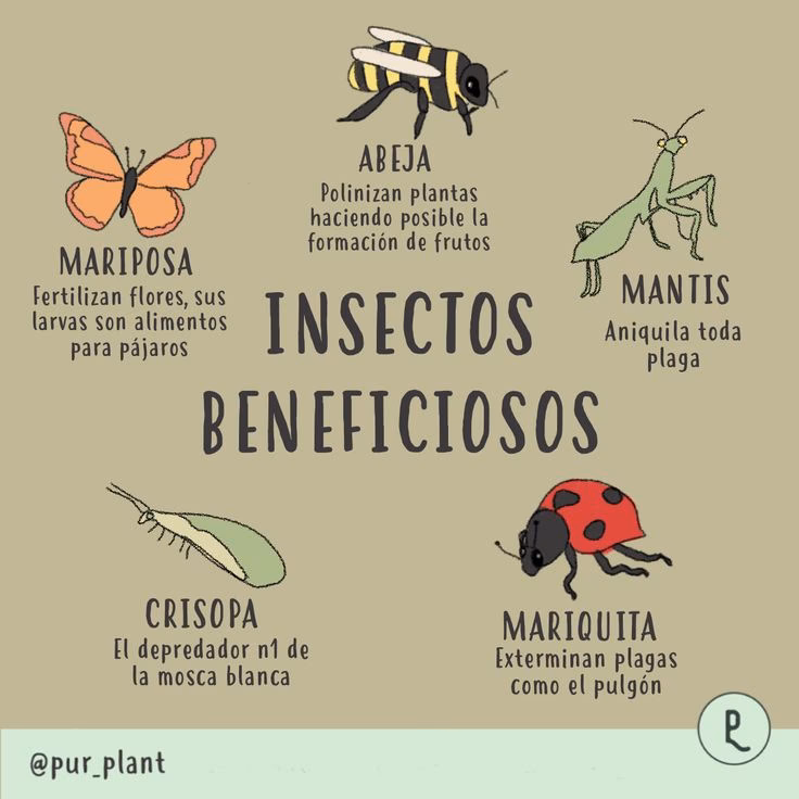 ¿Cuáles son los diferentes tipos de insectos?