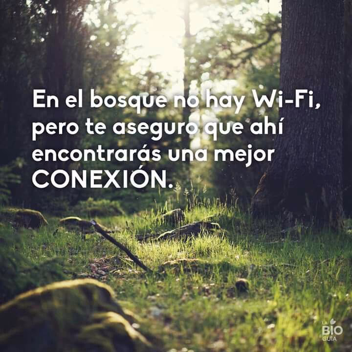 ¿Cuál es la importancia de los bosques?