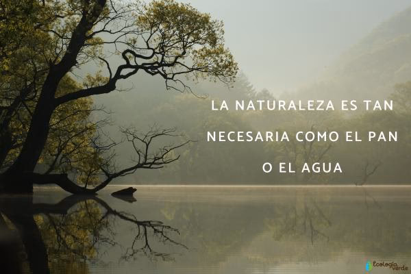 ¿Cuáles son las frases sobre el medio ambiente?