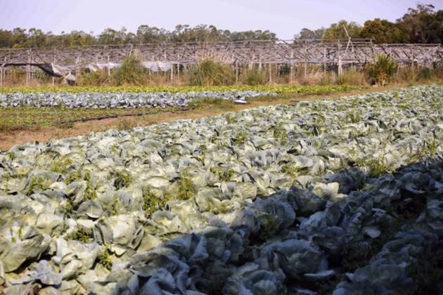 ¿Cuál es la diferencia entre horticultura y fruticultura?
