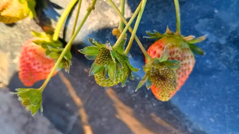 ¿Cuándo se organizó la primer muestra de frutillas en Santa Fe?