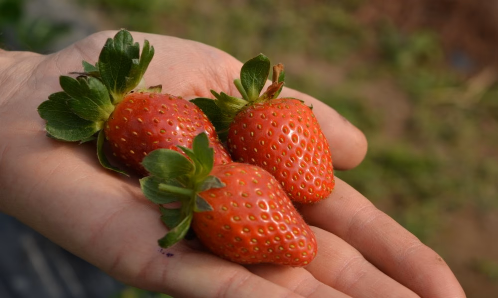 ¿Cuándo es la Fiesta Nacional de la frutilla en Santa Fe?