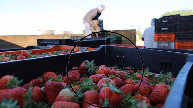 ¿Cuántas hectáreas de producción frutillera hay en Santa Fe?
