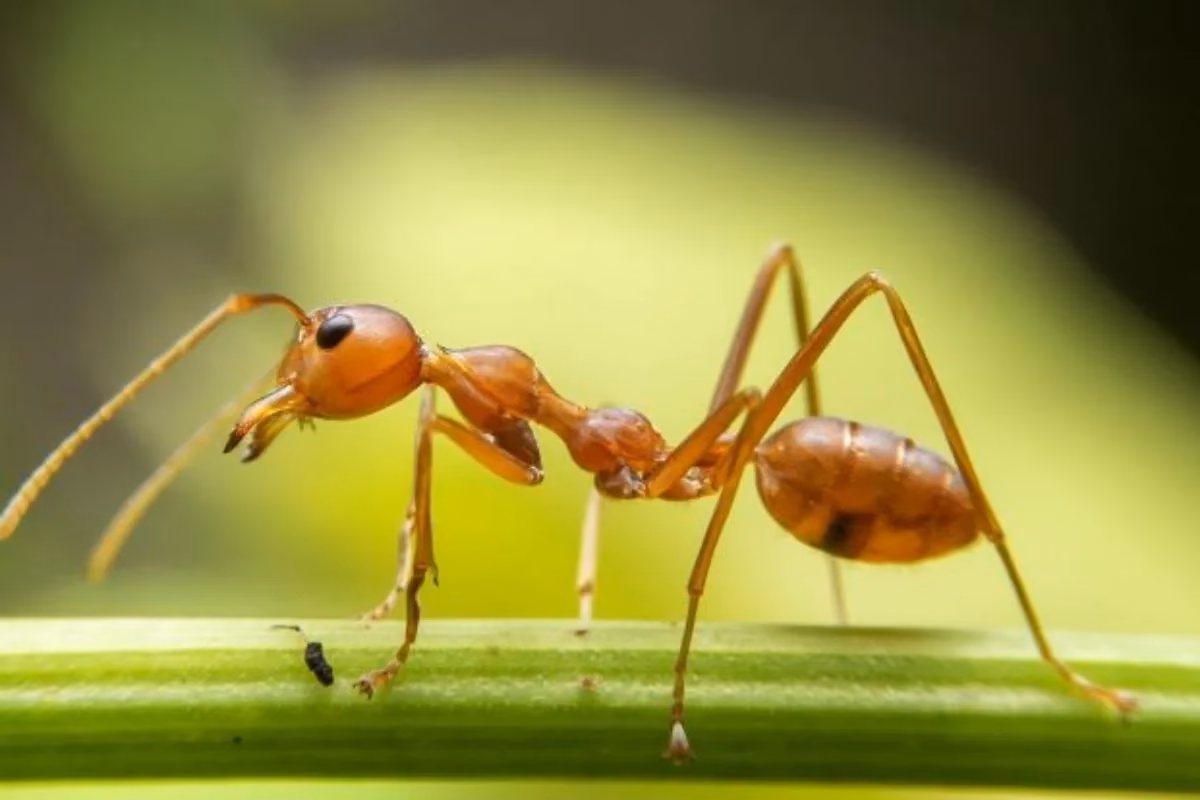 ¿Cuáles son los animales que dependen más de las hormigas?
