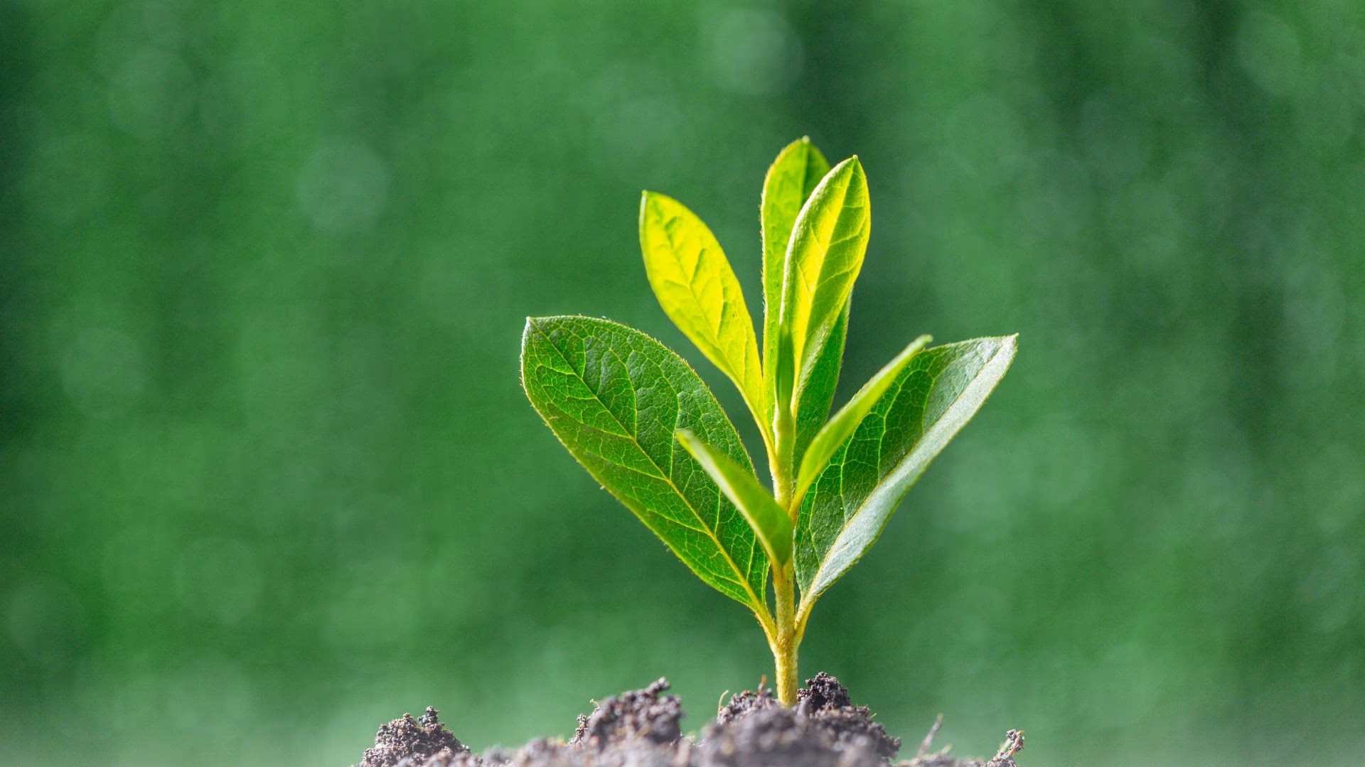 ¿Cómo se puede mantener el minifundio en un ambiente natural?