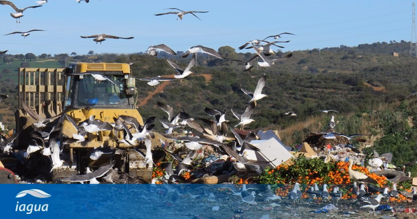 ¿Cuál fue el riesgo que corrieron los gabaonitas?