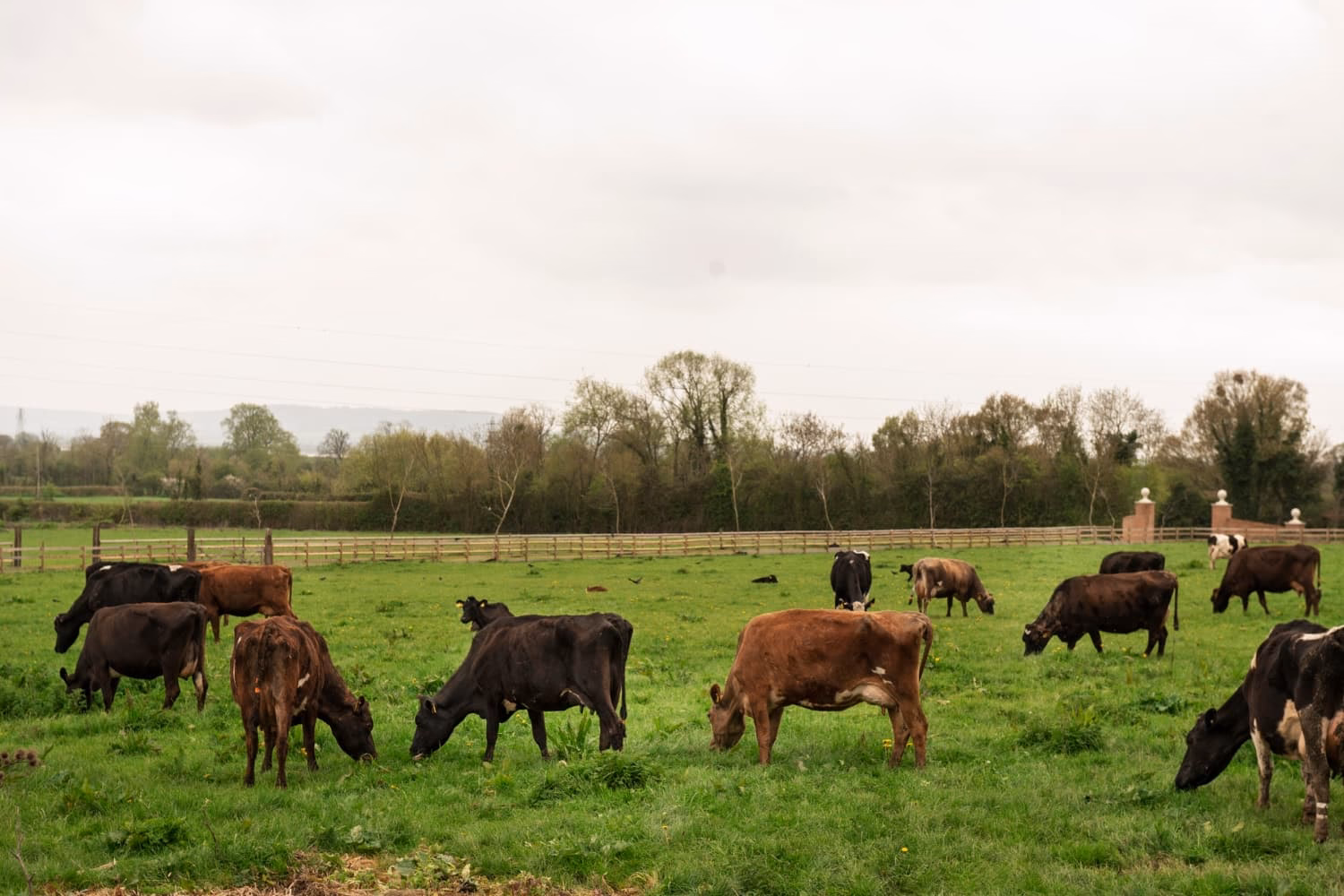 ¿Qué es la contaminación por heces de caninos en calles de Santa Clara?