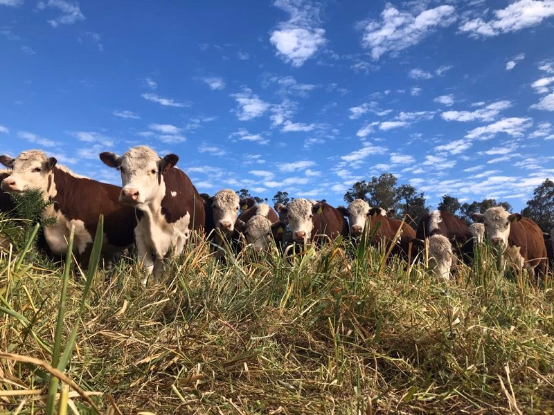 ¿Cuál es el impacto de la ganadería industrial en el cambio climático?