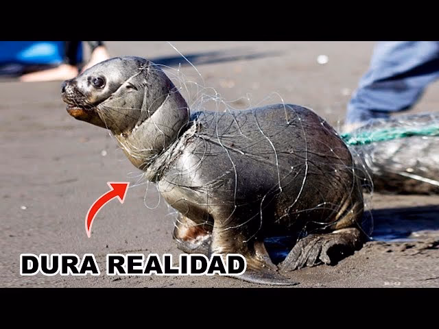 ¿Qué valor tiene la tarea de salvar a los animales?