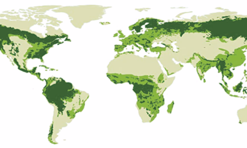 Where can I find the latest data on global forest change?