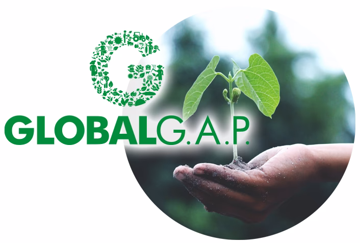 ¿Cuáles son las normas globales Gap?