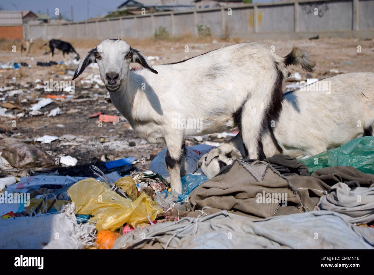 Do goats drink contaminated water?