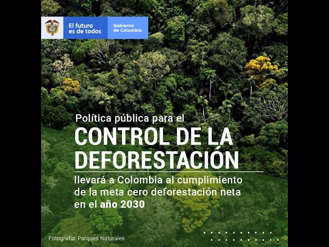 ¿Cómo reducir la deforestación en la Amazonía?