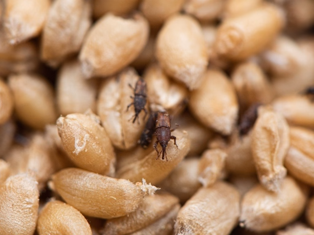 ¿Cómo se alimentan los gorgojos?