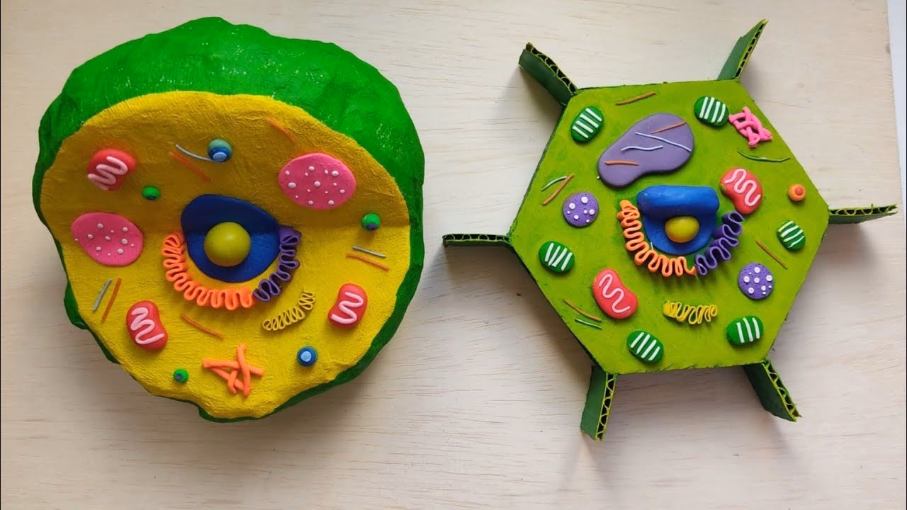 ¿Qué colores de plastilina se usan para representar la célula?