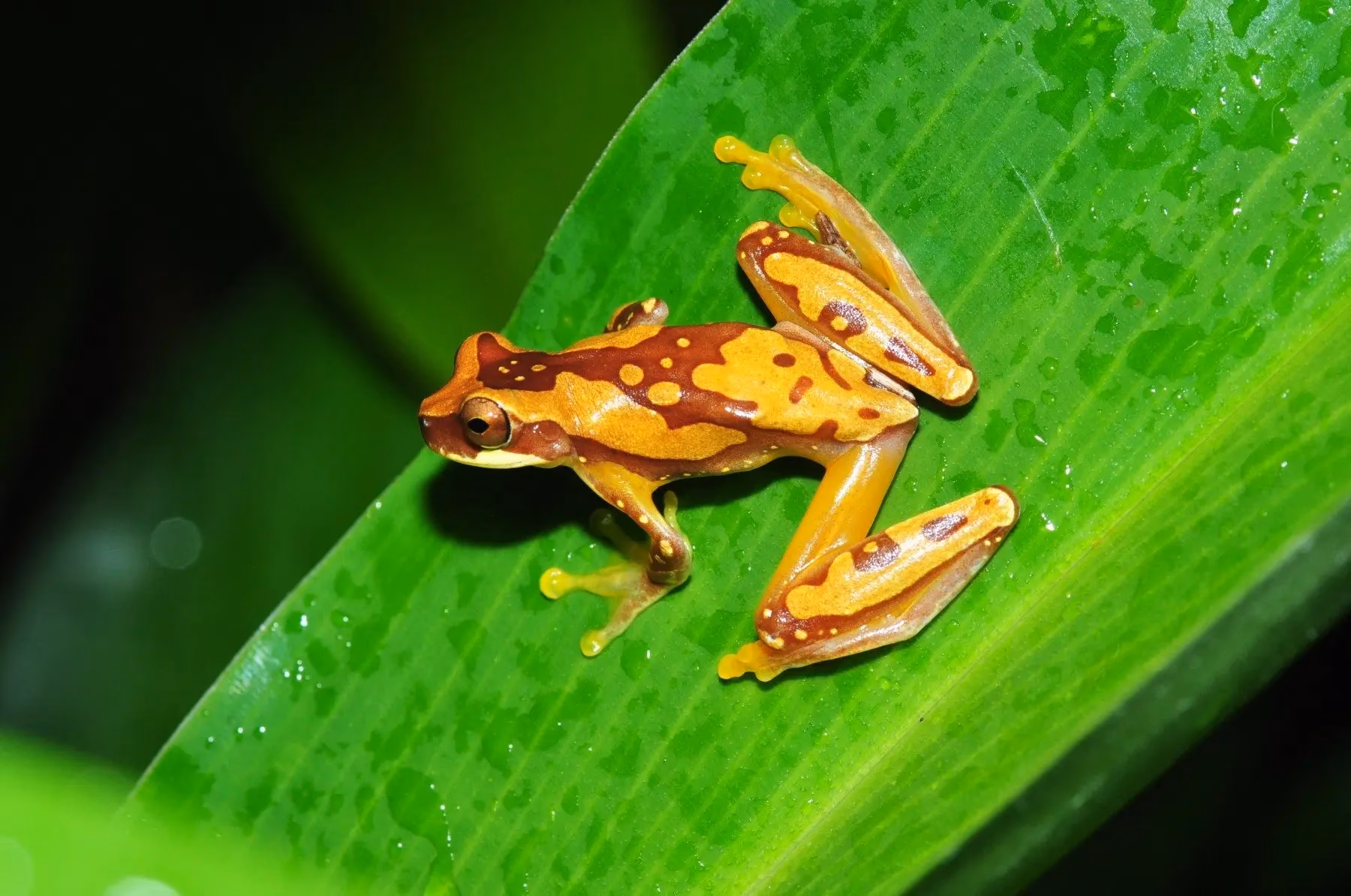 ¿Cuáles son los efectos del cambio climático en la población anfibia?