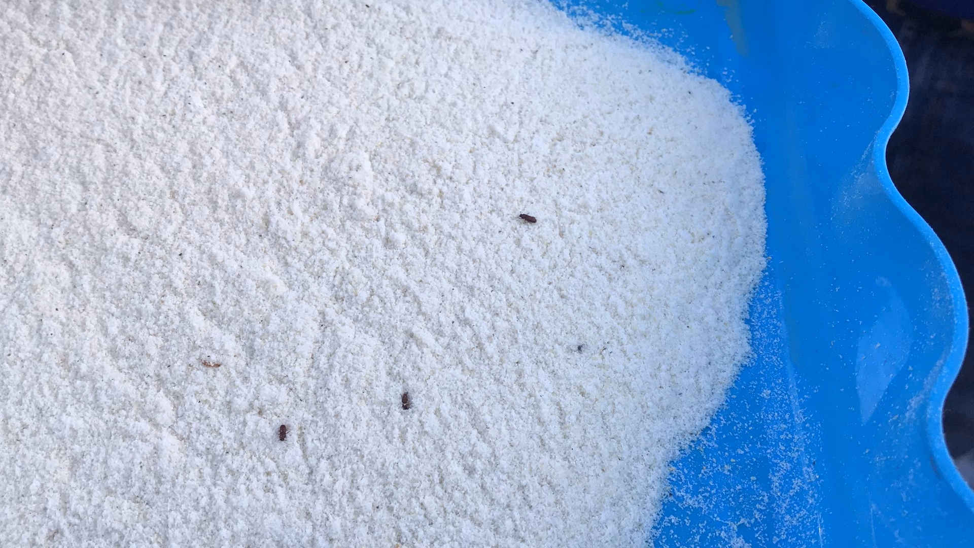 ¿Cuáles son los síntomas de la harina contaminada?