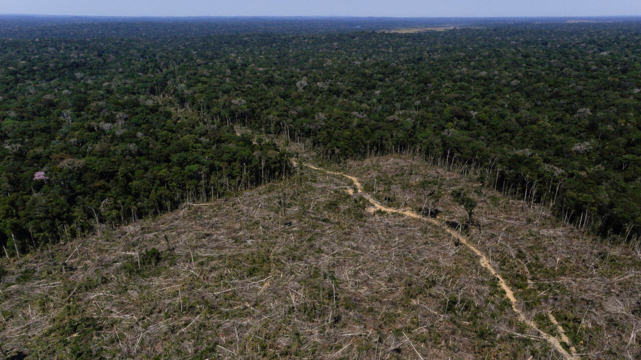 ¿Por qué Bolsonaro ve la selva como un obstáculo para el desarrollo?