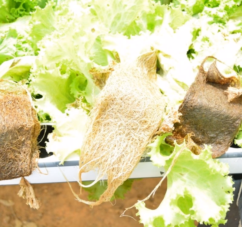 ¿Cuáles son los problemas de cultivo hidropónico?