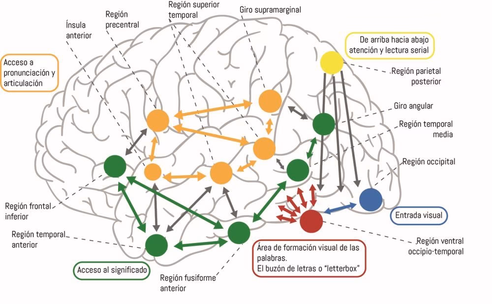 ¿Qué es el reciclaje neuronal?