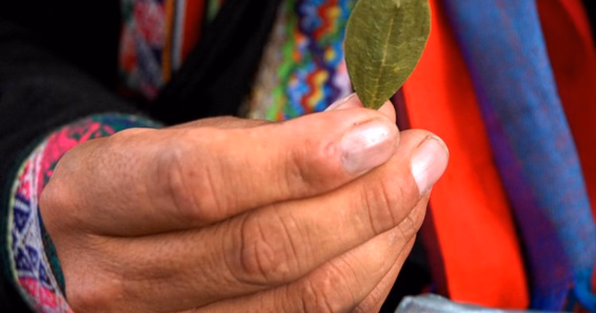 ¿Cuáles son las medidas internacionales de control de la hoja de Coca?