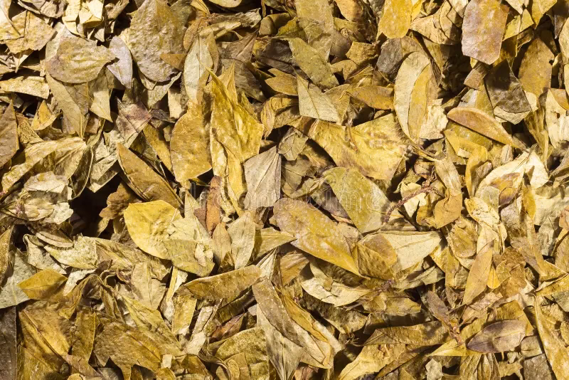 ¿Cuál es la clasificación de la hoja de coca en Bolivia?