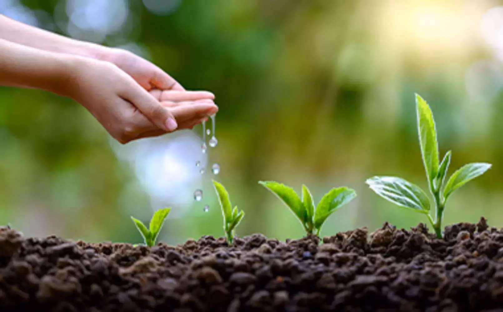 ¿Cómo lograr una economía sustentable?