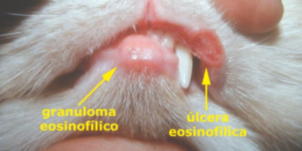 ¿Cuáles son las enfermedades más comunes en las que están implicados los hongos en tu gato?