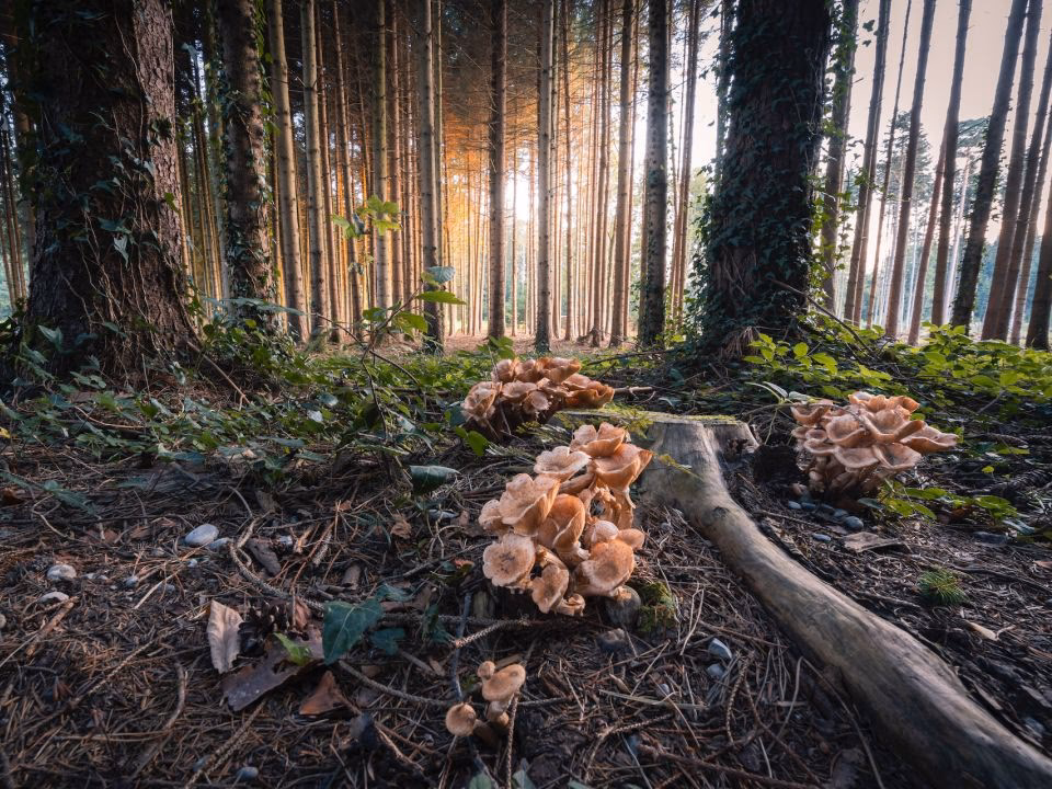 ¿Cómo se utilizan los hongos en la gastronomía?