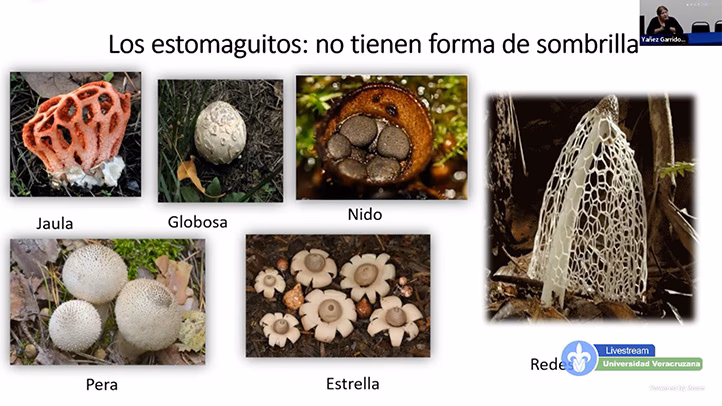 ¿Cómo es el clima en hongos?