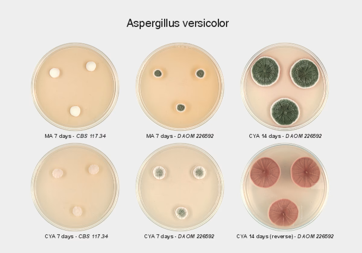 ¿Cuál es el comportamiento de los hongos como alérgenos?