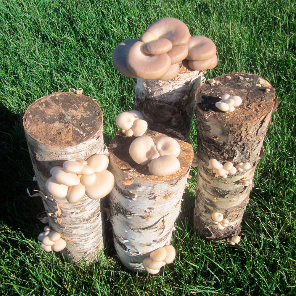 ¿Cuándo se cultivaron los primeros hongos silvestres?