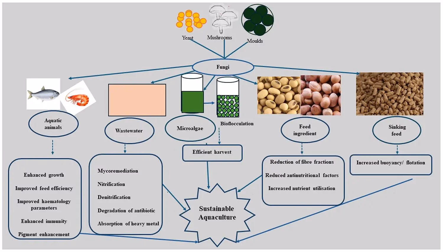¿Cómo afectan los hongos a los alimentos?