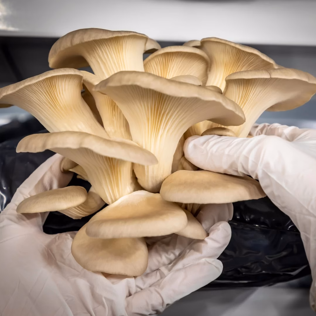 ¿Cuál es la importancia de los hongos en la industria alimentaria?