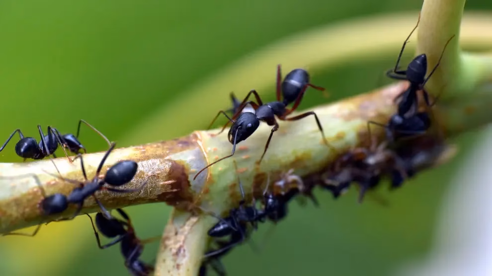 ¿Cómo ayudan las hormigas al medio ambiente?