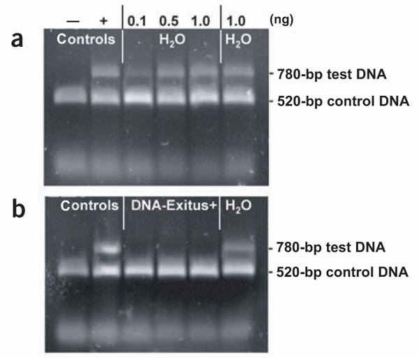How to reduce genomic contamination in a miniprep?