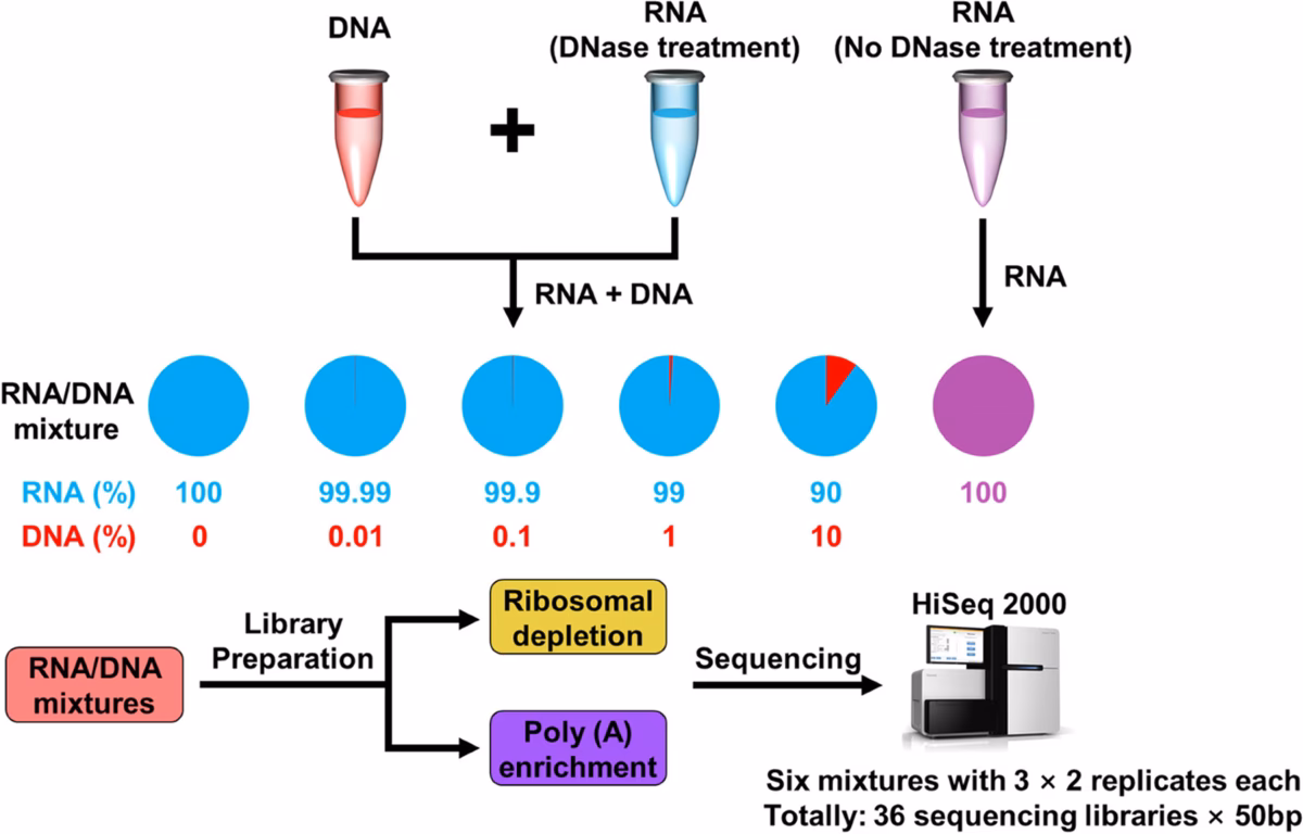 What happens if DNA is contaminated?