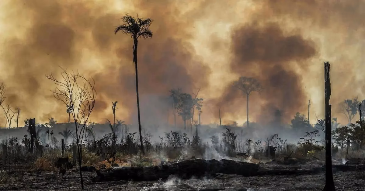 Can Brazil combat deforestation in the Amazon?