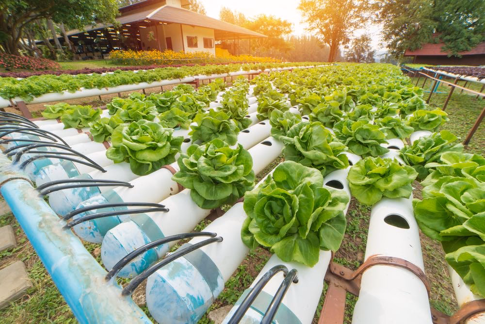 ¿Por qué es importante la huerta hidropónica en invernadero?