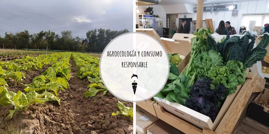 ¿Cómo prevenir las plagas en la huerta orgánica?