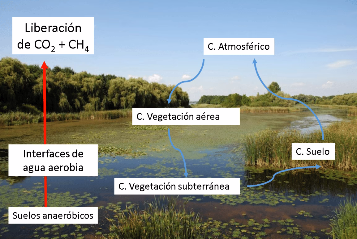 ¿Cuál es la importancia de conservar los humedales?